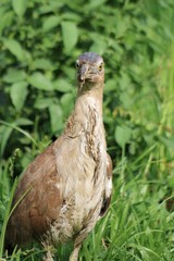 Hühnervogel