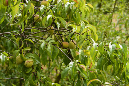 Pfirsichbaum mit vielen Pfirsichen