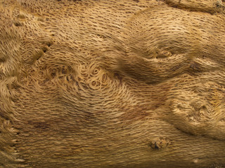 Texture of inner surface of the wood 001