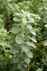 Obraz premium Aerva lanata plant in nature garden