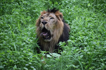 Relaxing Asiatic Lion 