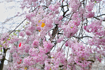 Sakura pink trees