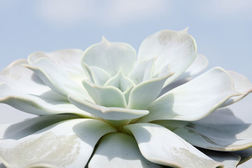Echeveria succulent plant