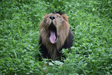 Relaxing Asiatic Lion 