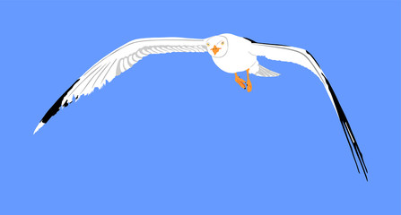 Obraz premium Seagull fly on blue sky background vector illustration, sea or ocean bird with spread wings. Bird fly silhouette.