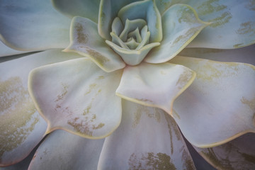 Echeveria succulent plant
