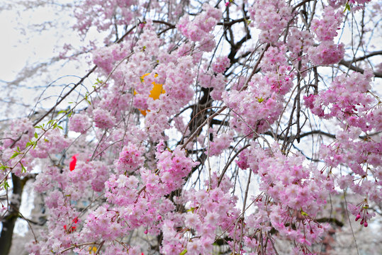 Sakura pink trees