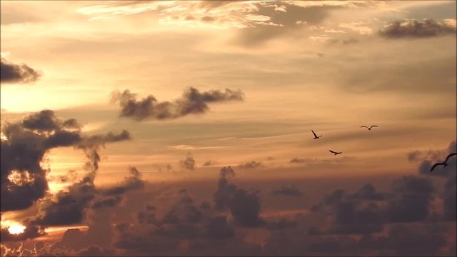 Misc Terns and Gulls flying against a sunset backdrop. Filmed on anna maria island.