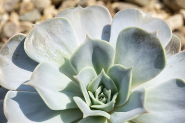 Obraz premium Echeveria succulent plant