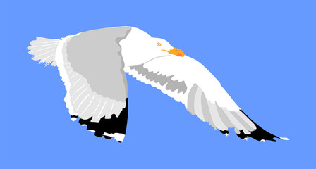 Naklejka premium Seagull fly on blue sky background vector illustration, sea or ocean bird with spread wings. Bird fly silhouette.