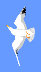 Fototapeta premium Seagull fly on blue sky background vector illustration, sea or ocean bird with spread wings. Bird fly silhouette.