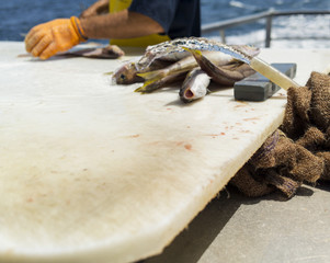 Fisherman butcher on boat deck preparing fish over looking sea water.