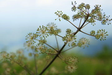 Fototapeta premium 御嶽山に咲いている高山植物