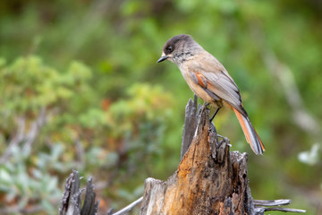 Siberian jay