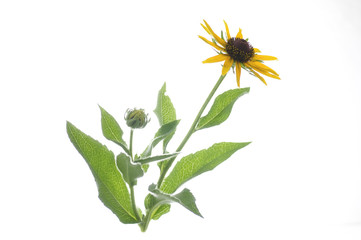 Fototapeta premium flowers of rudbeckia on a white background