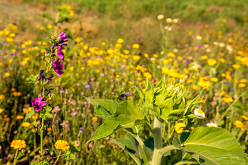 Budding sunflower among all kinds of other flowering plants