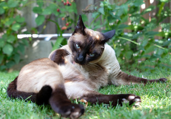 katze beim putzen in der Natur