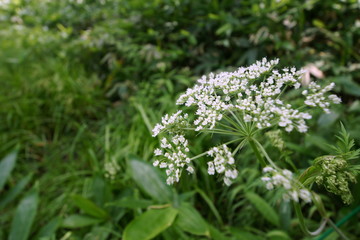 上高地の高山植物