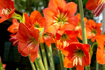 Beautiful red Hippeastrum or Knight's star lily flowers in the botanical garden.