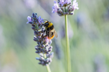Honey Bees
