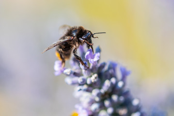 Honey Bees