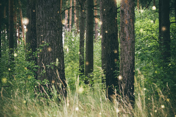 Obraz premium Green pine forest filtered