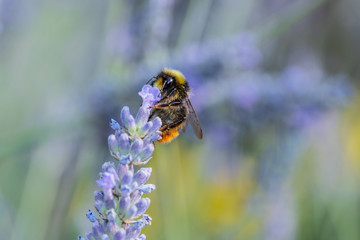 Honey Bees