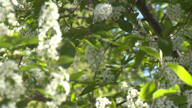 Camera tilts up across Schubert cherry tree's canopy of leaves and white flowers. Close up.