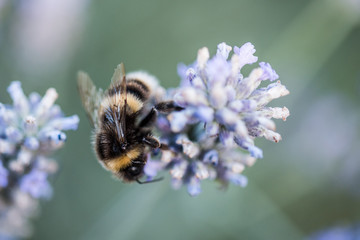 Honey Bees