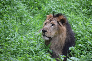 Relaxing Asiatic Lion 