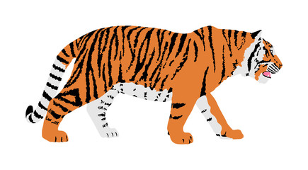 Tiger vector illustration isolated on white background. Big wild cat. Siberian tiger (Amur tiger - Panthera tigris altaica) or Bengal tiger.