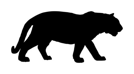 Tiger vector silhouette illustration isolated on white background. Big wild cat. Siberian tiger (Amur tiger - Panthera tigris altaica) or Bengal tiger.