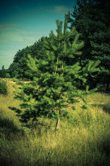 Pine forest over blue sky