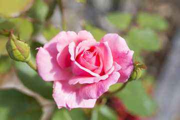 pink rose flower in the garden
