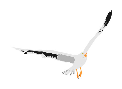 recommend clip art: Seagull fly on sky, isolated on white background vector illustration, sea or ocean bird with spread wings. Bird fly silhouette.