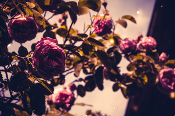 Obraz premium Pink climbing roses retro