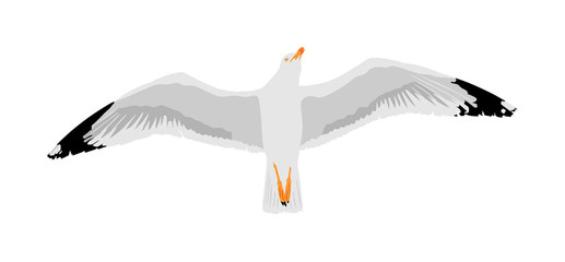 Obraz premium Seagull fly on sky, isolated on white background vector illustration, sea or ocean bird with spread wings. Bird fly silhouette.