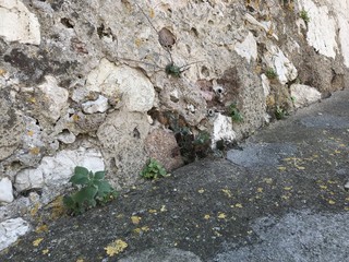 Verdure sauvage en ville 