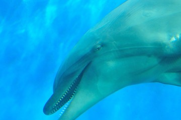 Fototapeta premium Nature background of Dolphin fish swimming in deep blue sea waters