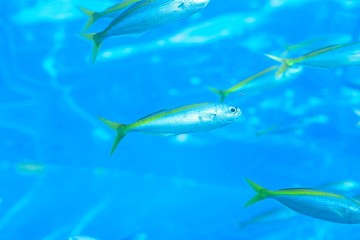 Nature background Fish swimming in deep blue sea waters