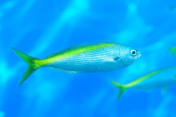 Nature background Fish swimming in deep blue sea waters