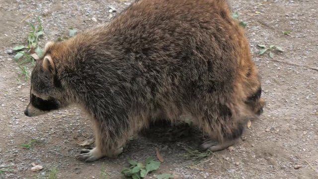 Close-up of young racoon searching for food in garden