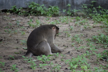 Indian monkey