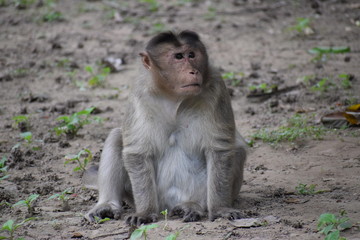Fototapeta premium Indian monkey