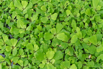 Green leaves on surface water, Water Lettuce