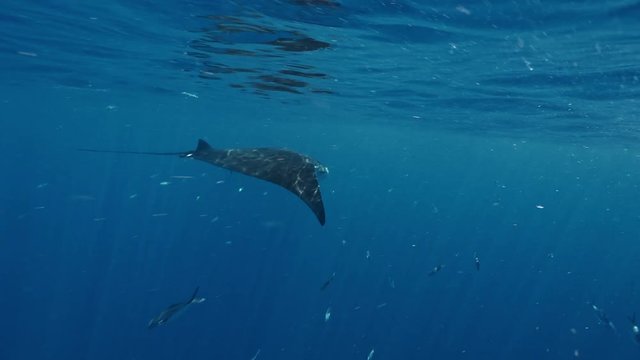 Closeup wildlife 4k shot of moving manta ray underwater in blue ocean, camera moving by the side of big marine animal, near water surface on aquatic background