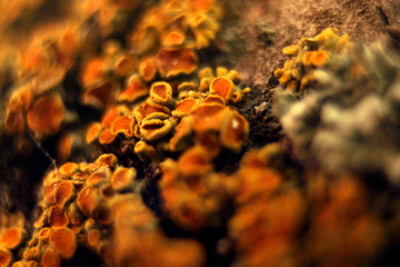 orange  nature tree lichen abstract