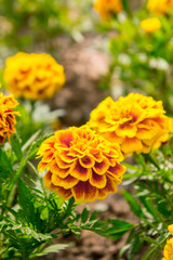 Marigold flowers in the garden on summer , yellow flowers ,beautiful flowers on summer in the nice day herb flowers