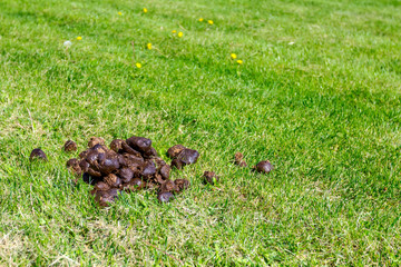 Pile of horse shit in low green grass