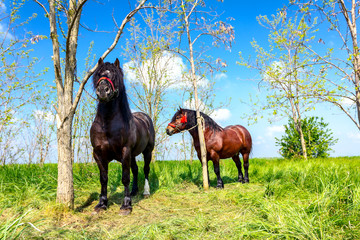 Tied horse to a tree with harness, reins